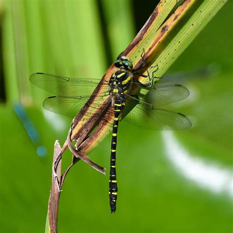 Golden-Ringed Dragonfly: Identification, Life Cycle, FAQs