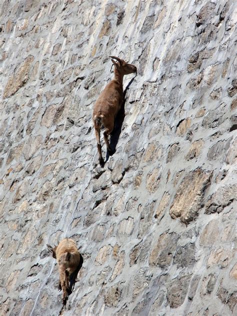 Mountain Goat Climbing