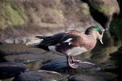 Free picture: American, wigeon, duck