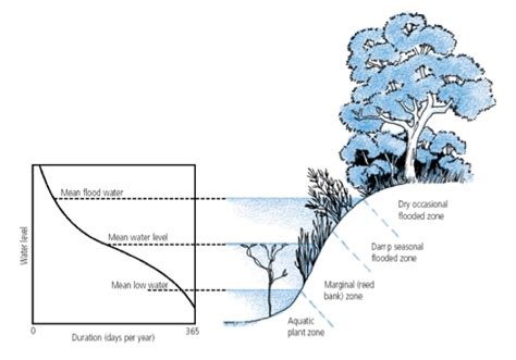 Obi Obi Parklands - Riparian Zone