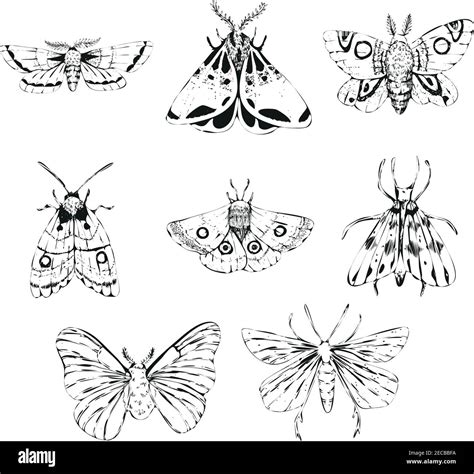 Moth drawing hi-res stock photography and images - Alamy