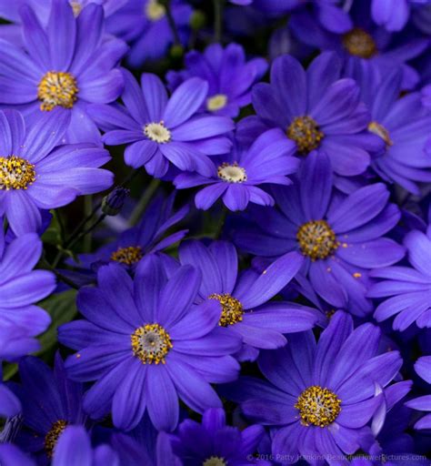 Cineraria | Beautiful Flower Pictures Blog