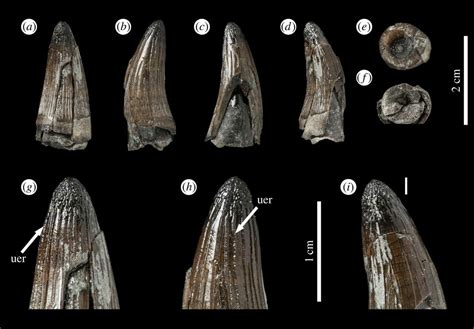 Machimosaurus buffetauti, MPV KIM027, referred specimen. Isolated tooth ...