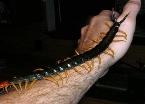 Peruvian-giant-yellow-leg-centipede - Illuzone