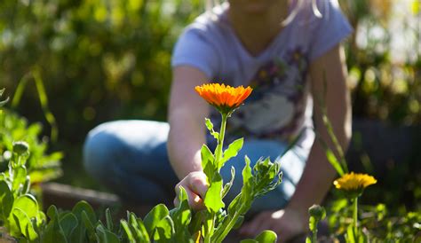 Plants for Kids - Easy Plants to Grow | Gilmour