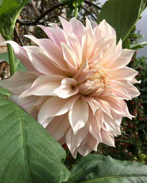 Dahlia 'Café au Lait' tubers — Buy online at Farmer Gracy UK