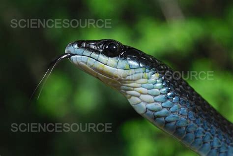 Photograph | Green Tree Snake | Science Source Images