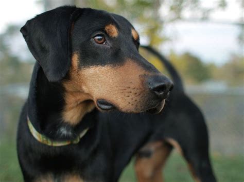 Doberman x Bloodhound Mix | Doberman mix, Doberman pinscher, Unique dog ...