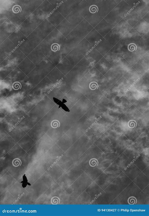 Crow flying stock image. Image of nature, white, summer - 94130427