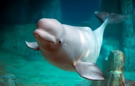 12 Beluga Whale Facts You Need To Know - Fact Animal