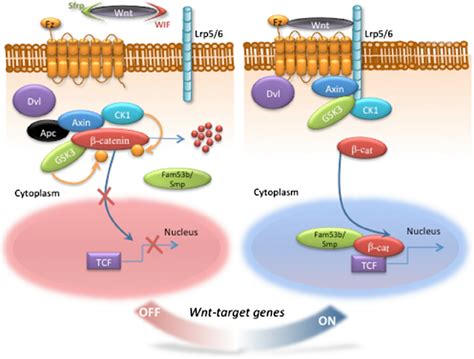 The Wnt/ β -catenin signaling pathway. In the Wnt-off state, defined by ...