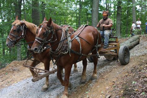 Horse Logging Images