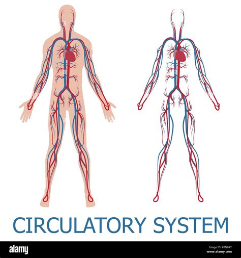 Circulatory System The Human Body Pinterest Circulatory System