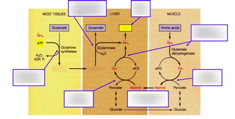 Protein Metabolism Diagram | Quizlet