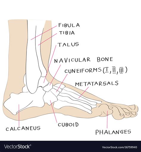 creciendo intelectual Composición foot anatomy side view Psicológico ...