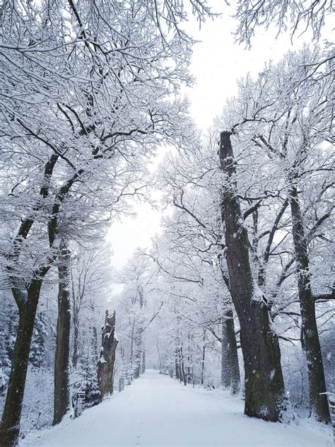 Way Snowy Alley - Free photo on Pixabay - Pixabay