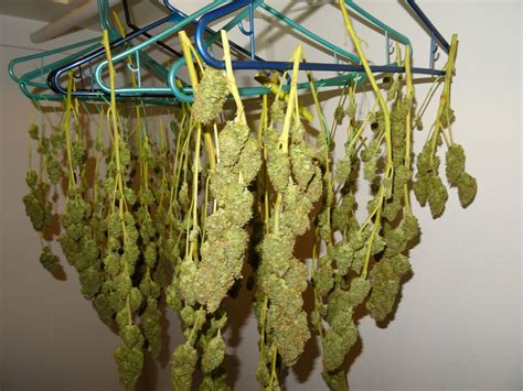 Dry & Cure Cannabis Buds Like an Expert! | Grow Weed Easy