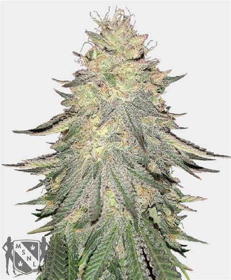 Do-Si-Dos Strain Grow Info & Review 2021 | GreenBudGuru