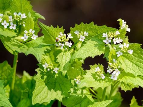 Garlic Mustard Weeds - How To Control Garlic Mustard Plants