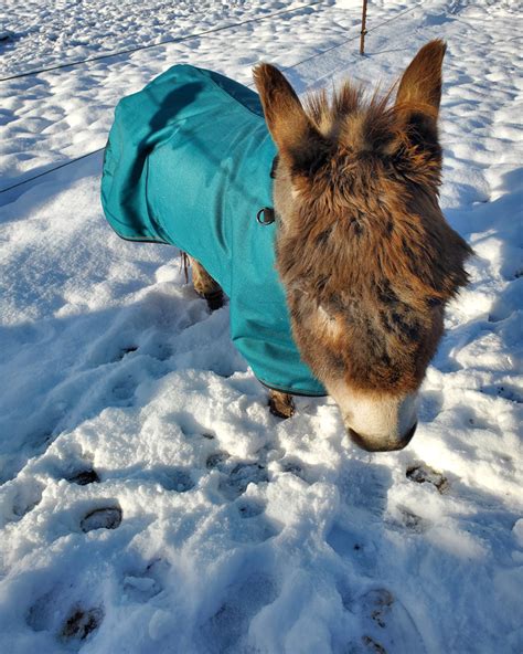 Miniature Donkey Blanket - Donkey Whisperer Farm