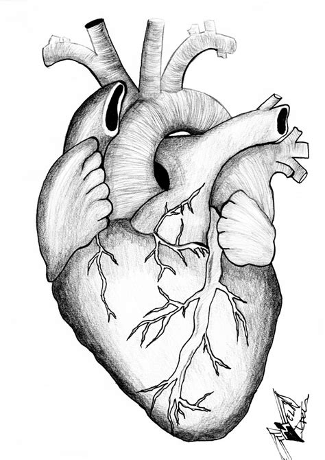 Anatomical Drawing Of The Heart at GetDrawings | Free download