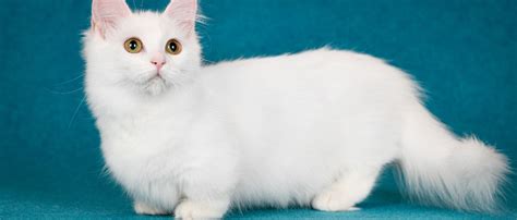 8 Small Cat Breeds That Stay Little | Four Paws