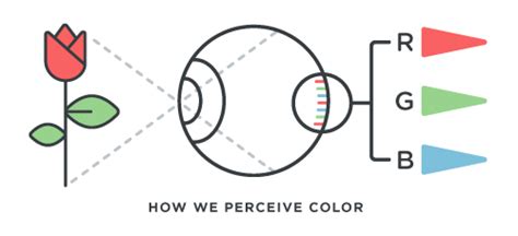 Color Blindness 101: Causes, Types & Vision Tests | Eye Health