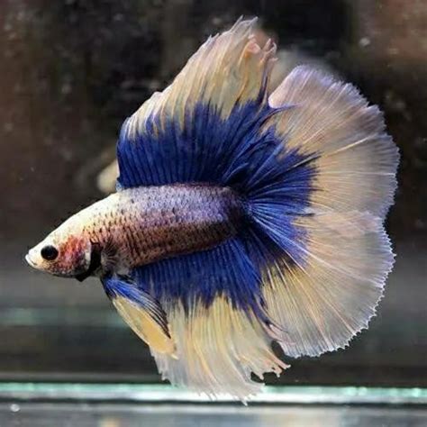 Aquarium Fish - Full Moon Betta Fish Wholesaler from Kolathur