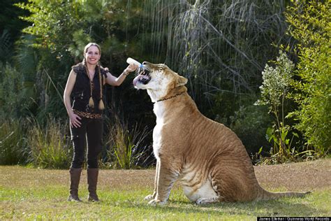 White Wolf : Hercules, 922-Pound Liger, Is The World's Largest Living ...