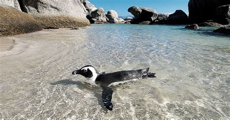 Boulders Beach Penguins in Cape Town: 6 Things to Know Before You Go ...