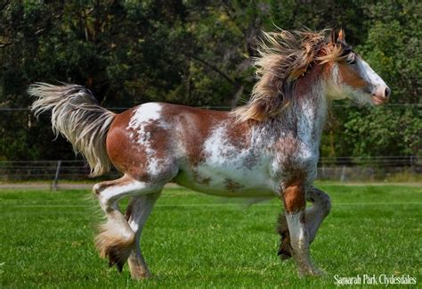 Regalia | Clydesdale horses, Rare horses, Beautiful horses