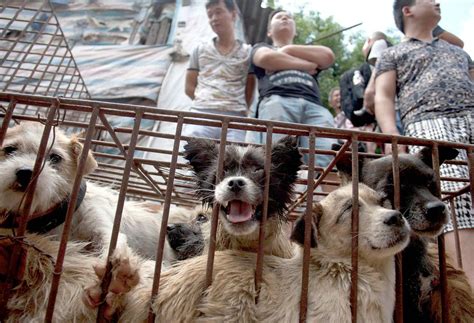 Yulin Dog Meat Festival Begins in China