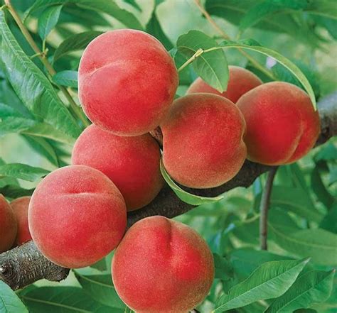 13 best Fruit Plants - Jung Seeds and Plants catalog images on ...