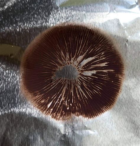 Psilocybe Ovoideocystidiata Spore Print - SporeSwaps