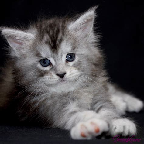 Maine Coon Kittens For Sale - Beautiful, Big and Healthy Babies