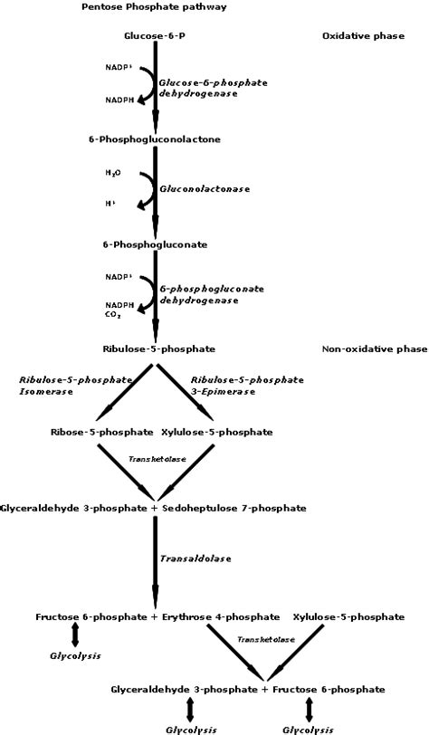 Pentose phosphate pathway - Wikipedia