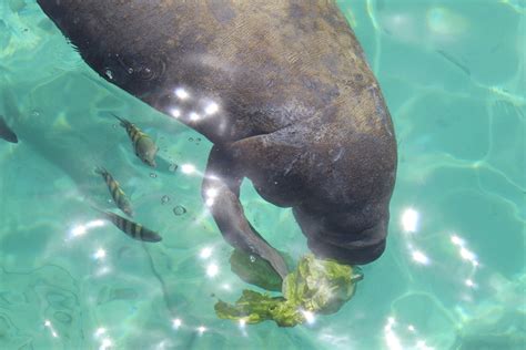 5 Characteristics of Baby Manatees | Dolphin Discovery