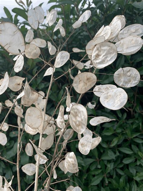 seeds - lunaria — Rythdale Cottage