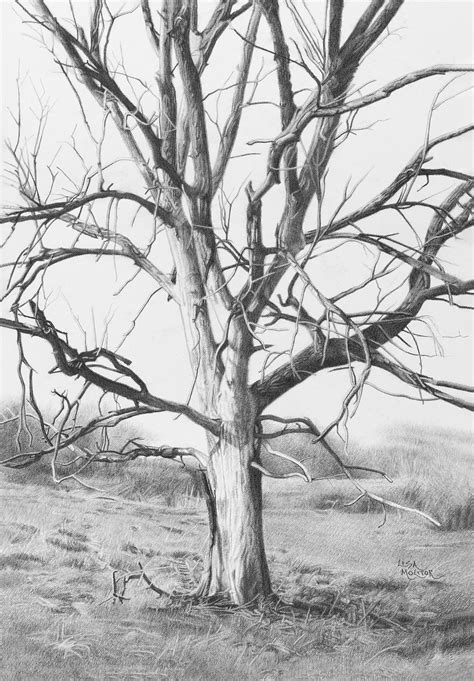 Pencil Drawing Of Oak Tree