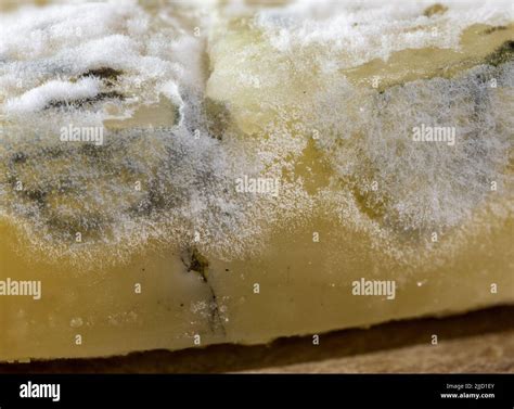 fungus, white mold on yellow cheese, close-up macro shots, many details ...