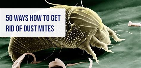 How To Get Rid Of Dust Mites 50 Ways Kill