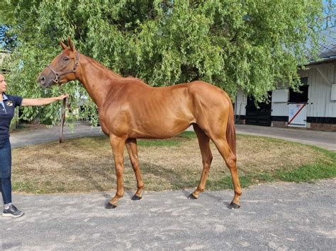 Horse IBERIAN - Sale of Wednesday 31 August 2022 - Auctav