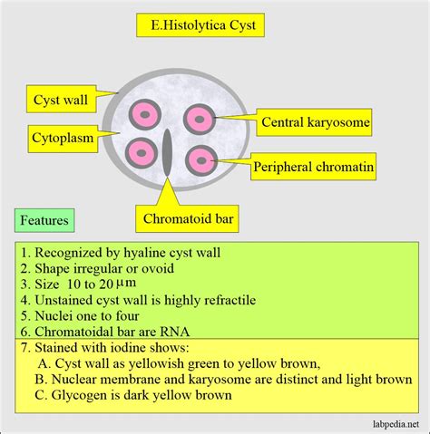 Entamoeba Histolytica Symptoms