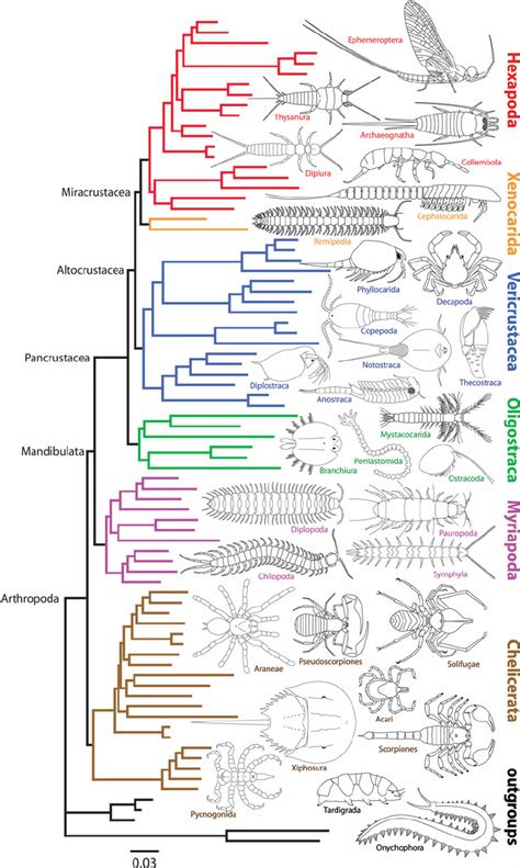 Phylogenetic Family Tree