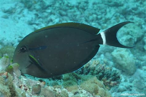 Acanthurus nigricauda - Eyeline Surgeonfish | Reef Life Survey