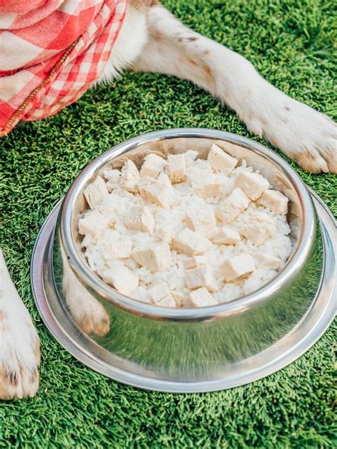 How To Make A Bland Diet For Dogs | Bone Appetreat