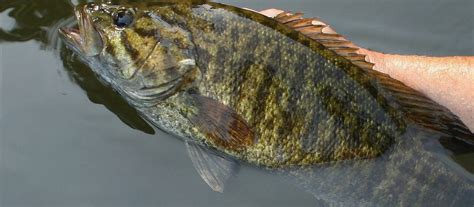 FWP Seeks Tips on Illegal Introduction of Smallmouth Bass to Seeley ...