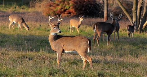 Whitetail Deer Population By State (the latest data) - World Deer