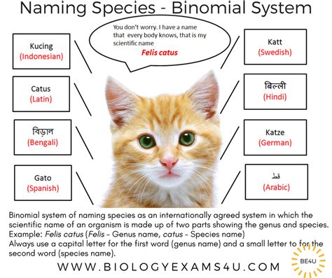 Binomial Nomenclature Examples Of Animals