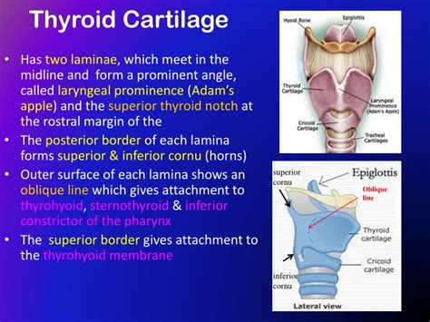 The thyroid cartilage is more commonly known as the adam s apple | The ...